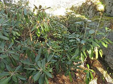 IMG_9268_1.6m_high_Kaino_squeezed_by_Great_DAne_and_Silberpfei_1024pxl 17-year old Finnish Rhododendron cultivar 'Kaino' with small leaves was already 1.6 m high but squeezed by stronger growing 'Great Dane' and 'Silberpfeil'.