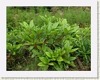 'Kullervo' x 'Golden Coach' on tuuheakasvuinen komea pensas, jonka lehtiruodit ovat punaiset.
'Kullervo' x 'Golden Coach' is a dense growing plant that has red  leaf stalks.