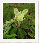 Hieno 'St. Michel' x 'Great Dane' taimi. Lehtien alapinnalla on paksu vaalea karvoitus (indumentum).
A nice 'St. Michel' x 'Great Dane' plant. The underside of the leaves have thick whitish indumentum.