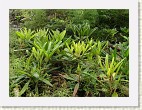 Suurimmalla osalla 'Haaga' x makinoi taimista on kapeat lehdet kuten plyttjlajilla makinoi.
Most of the 'Haaga' x makinoi plants have narrow leaves inherited from the pollen given  makinoi.