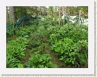 Taimikasvatusalueen #1 taimet ovat jo sen verran kookkaita, ett ne pitisi saada istutettua metsn.
The plants in the nursery area #1 are already so large that I should plant them in the forest.