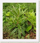 Poikkeuksellisen komea 'Pekka' x makinoi taimi, millä on kapeat, pitkät lehdet ja voimakas kasvutapa.
An exceptionally handsome 'Pekka' x makinoi plant with narrow, long leaves and strong growth.