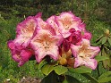 IMG_9344_Elviira_x_Blue_Bell_03
