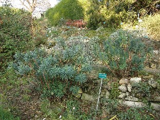 PA241809_Euphorbia_characias Euphorbia characias