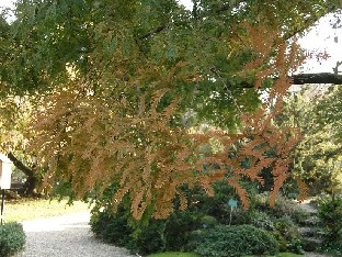 PA241812_Metasequoia_glyptostroboides Metasequoia glyptostroboides