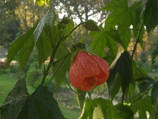 PA241815_Abutilon_striatum Phymosia umbellata