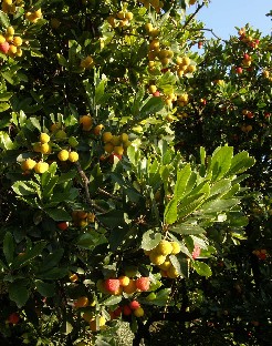 PA241818_Arbutus_unedo Arbutus unedo