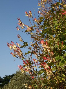 PA241823_Ipomoea_lobata Ipomoea lobata