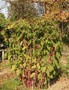 PA241825_Phytolacca_americana Phytolacca americana