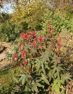 PA241827_Ricinus_communis Ricinus communis