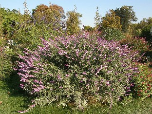Salvia sp.