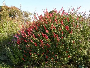 Salvia sp.
