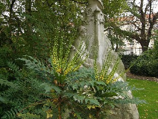 PA251918_Jardin_du_Luxembourg Mahonia