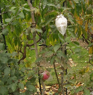 PA251926_Jardin_du_Luxembourg_Apples_omenoita Malus