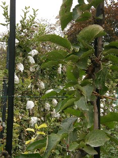 PA251927_Jardin_du_Luxembourg_Apples_Omenoita Malus