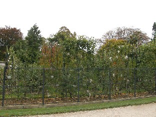 PA251928_Jardin_du_Luxembourg_Omenatarha Malus