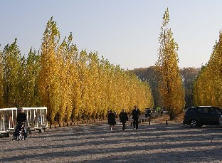 PA231756_Versailles_koivukuja