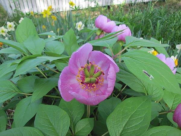 Paeonia obovata