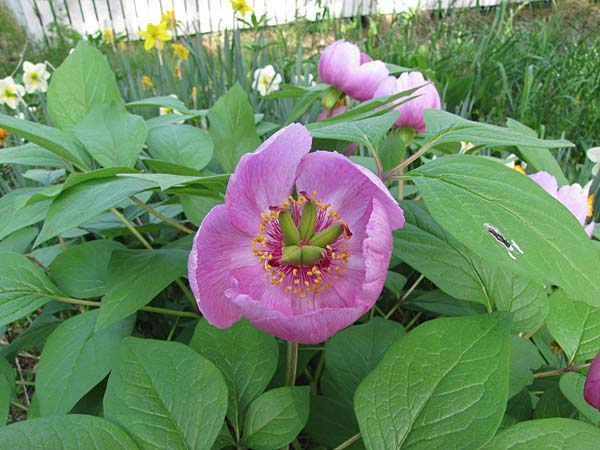 Paeonia obovata