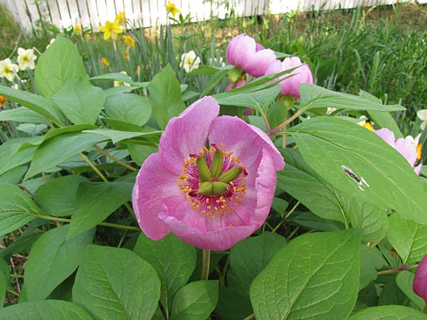 Paeonia obovata