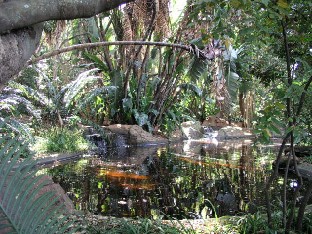 P6061679_pond_in_the_garden Pond in the garden Puiston lampi