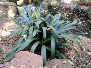 P6061681_Clivia_nobilis Clivia nobilis