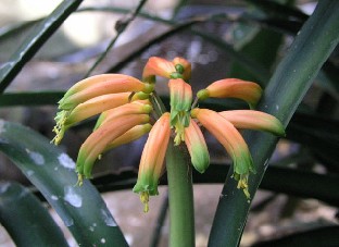 P6061684_Clivia_nobilis Clivia nobilis