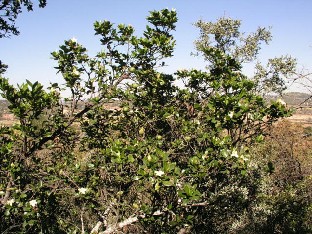 P6061687_Rothmannia_capensis Rothmannia capensis