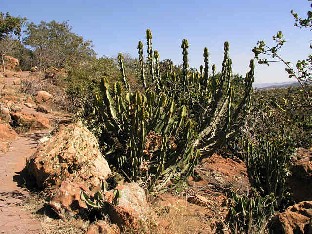 P6061693_kaktuksia_polun_varrella Cacti Kaktuksia