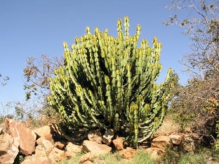 P6061709_Cactus_sp Cacti Kaktus