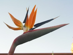 P6061767_Strelitzia_reginae Strelitzia reginae