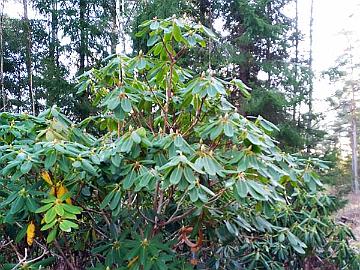 IMG_20201110_103649_Haaga_x_vernicosum_800px The plant was surrounded on three sides by other rhododendrons and the only way to move it out was to get it up a 1 m high ridge and then over a ditch.