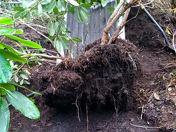 IMG_20201110_141332_2_Haaga_x_vernicosum_siirto_800px I dug under the sides of the root ball as far as possible and then pulled the heavy root ball loose from ground using the winch cable of my ATV.