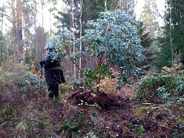 IMG_20201110_142653_Haaga_x_vernicosum_siirto_800px The rhododendron was pulled up the ridge with the winch. Next, I needed to figure out how to create a bridge to cross the deep ditch.