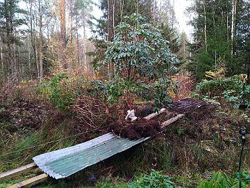 IMG_20201110_144712_1_Haaga_x_vernicosum_siirto_1024px Using 5-meter planks and an old metal roofing sheet, I constructed the perfect bridge. To prevent damage, I wrapped the trunk in thick cloth to protect it from...