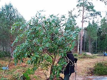 IMG_20201110_150548_Haaga_x_vernicosum_siirto_800px Pulling the heavy rhododendron was easy with an ATV.