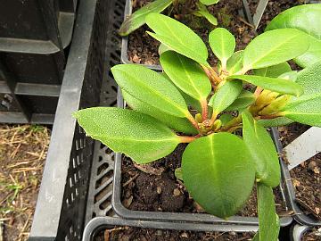 IMG_0553_pupun_popsimaa_Nikodemusta_1024px 'Nikodemus' alppiruusun taimen lehteä oli maisteltu. 'Nikodemus' rhododendron sapling leaves had been tasted.