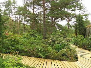 IMG_3298_rhodogarden_in_july_1024pix New wooden causeways in the garden<br>Uudet lautapolut puutarhassa
