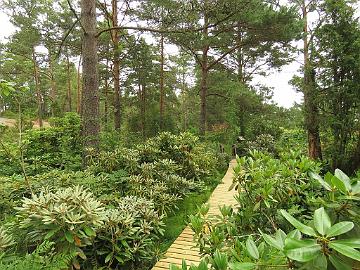 IMG_3299_Rhodogarden_in_July_1024pix New growth of yaku hybrids on the left<br>Yaku-lajikkeiden uutta kasvua vasemmalla