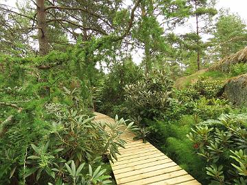 IMG_3300_Rhodogarden_in_July_1024pix Rhododendrons along the wooden causeway<br>Alppiruusuja lautapolun varrella