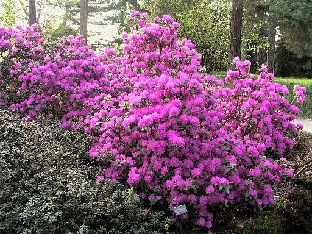 P5090871_dauricum Rhododendron dauricum