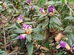 P5090877_calostrotum_ssp_keleticum Rhododendron calostrotum var. keleticum