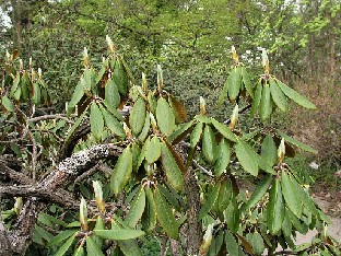 P5090881_rufum Rhododendron rufum