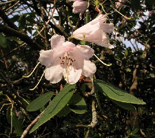 P5090883_oreodoxa Rhododendron oreodoxa