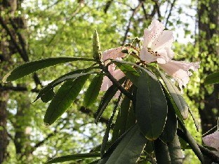 P5090885_sutchuenense_var_geraldii_x_praevernum Rhododendron sutchuenense var. geraldii x praevernum