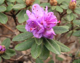 P5090888_russatum_Flinks_form Rhododendron russatum Flink's form