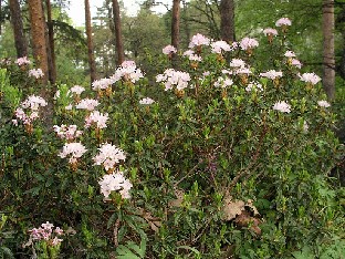 P5090891_x_vanhoeffeni Rhododendron x vanhoeffeni ( R. subarcticum x R. lapponicum ) Natural hybrid from West Greenland Luonnonristeymä Länsi-Grönlannista