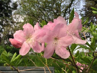 P5090899_schlippenbachii Rhododendron schlippenbachii