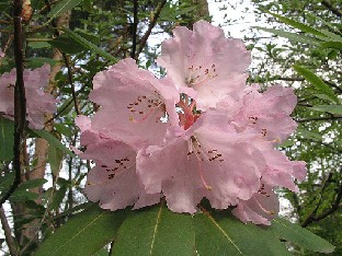 P5090902_vernicosum_Bergianska Rhododendron vernicosum