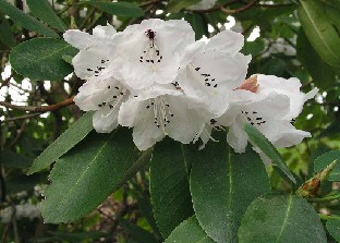 P5090903_monoserratum Rhododendron monoserratum